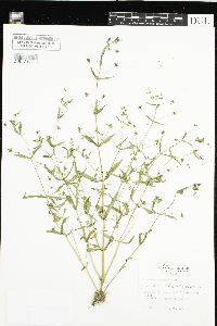 Gratiola neglecta image