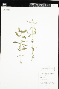 Gratiola neglecta image