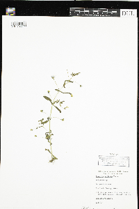 Gratiola neglecta image