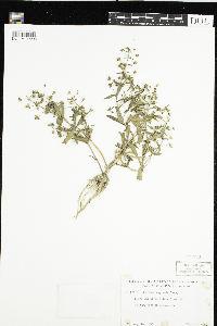 Gratiola neglecta image