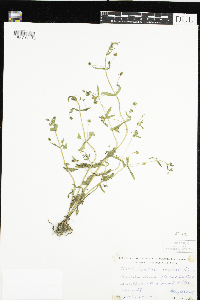 Gratiola neglecta image
