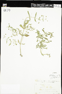 Gratiola neglecta image