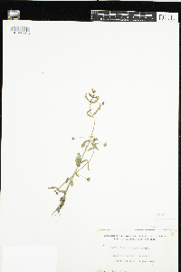 Gratiola neglecta image