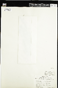 Gratiola neglecta image