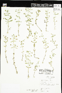 Gratiola neglecta image
