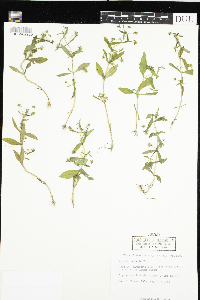 Gratiola neglecta image