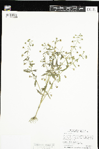 Gratiola neglecta image