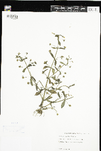 Gratiola neglecta image