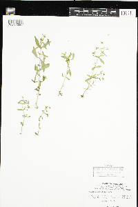 Gratiola neglecta image