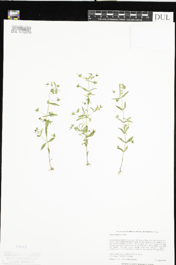 Gratiola neglecta image