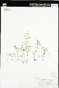 Gratiola neglecta image