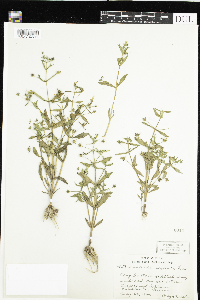 Gratiola neglecta image