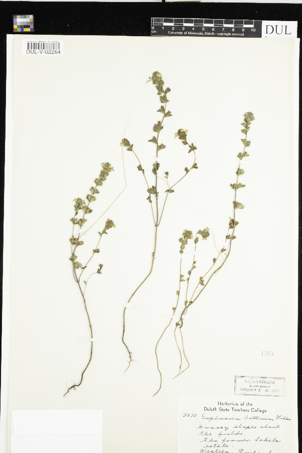 Euphrasia bottnica image
