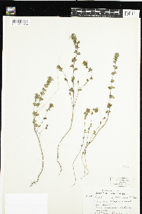 Image of Euphrasia bottnica