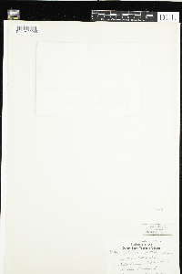 Euphrasia bottnica image