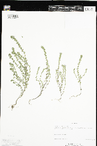 Euphrasia stricta image