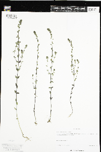 Euphrasia stricta image