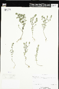 Euphrasia stricta image