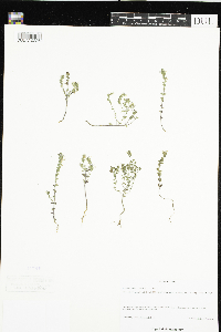Euphrasia stricta image
