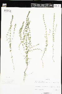 Euphrasia stricta image