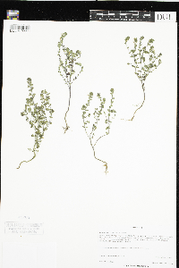 Euphrasia stricta image
