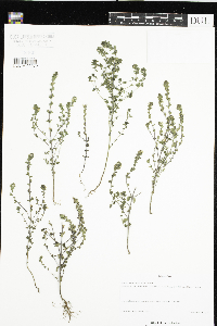Euphrasia stricta image