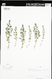 Euphrasia stricta image