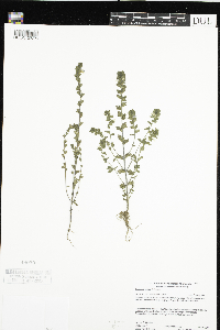 Euphrasia stricta image