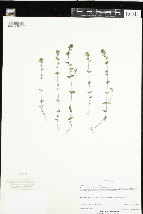 Euphrasia stricta image