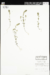 thumbnail image of current specimen