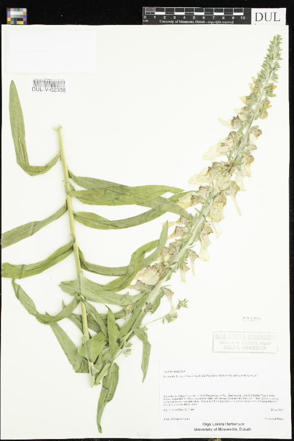 Digitalis image