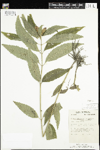 Chelone obliqua image