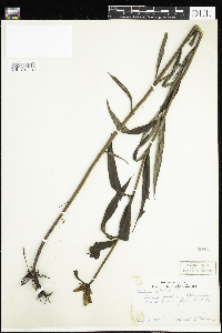 Chelone glabra image