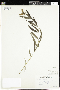 Chelone glabra image