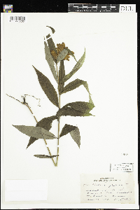 thumbnail image of current specimen