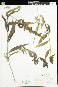 Chelone glabra image