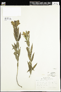 Ranunculus hispidus image