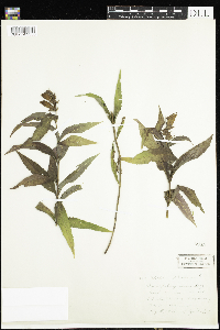 Chelone glabra image