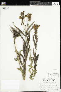 Chelone glabra image