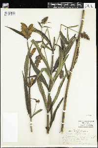 Chelone glabra image