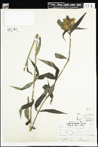 thumbnail image of current specimen