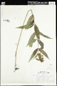 Chelone glabra image