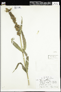 Chelone glabra image