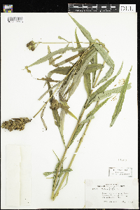 thumbnail image of current specimen