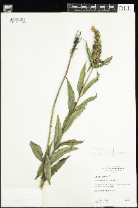 Chelone glabra image