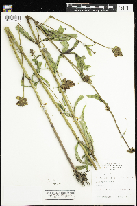 Chelone glabra image