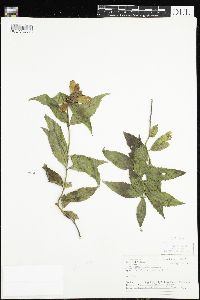 thumbnail image of current specimen