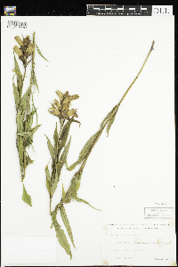 thumbnail image of current specimen