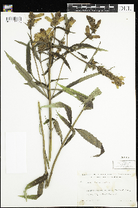 Chelone glabra image