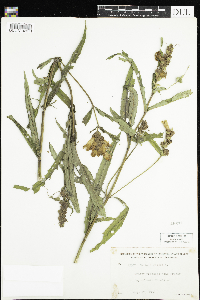 thumbnail image of current specimen